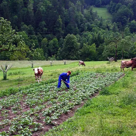 Farm Bukovje *